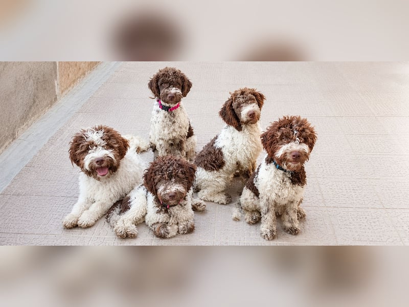 Lagotto Romagnolo Welpen