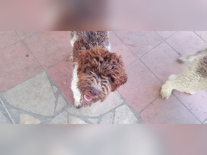 Lagotto Romagnolo Welpen