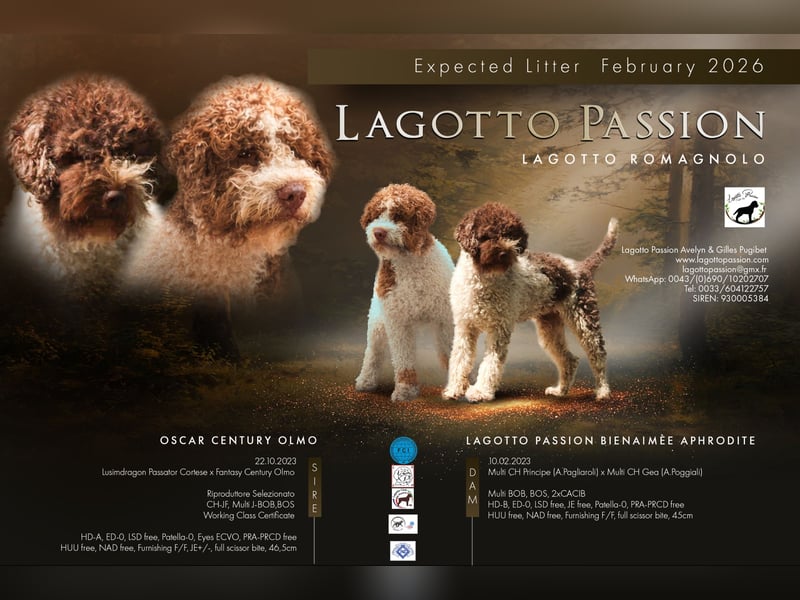 Lagotto Romagnolo Welpen