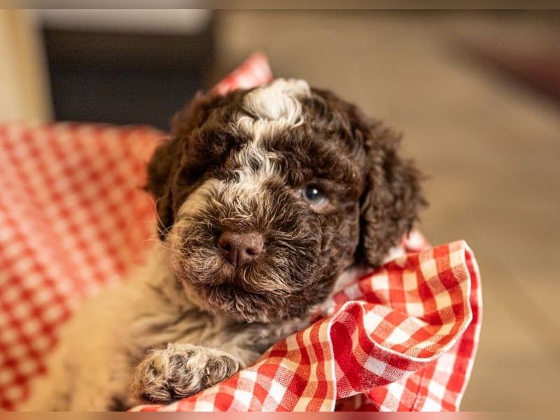 Lagotto Romagnolo Welpen