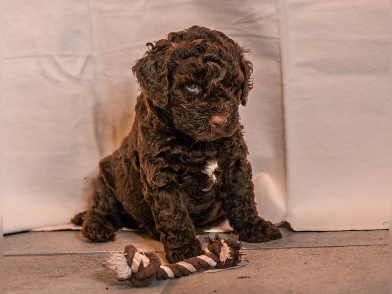 Lagotto Romagnolo Welpen