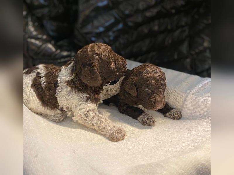 Lagotto Romagnolo Welpen