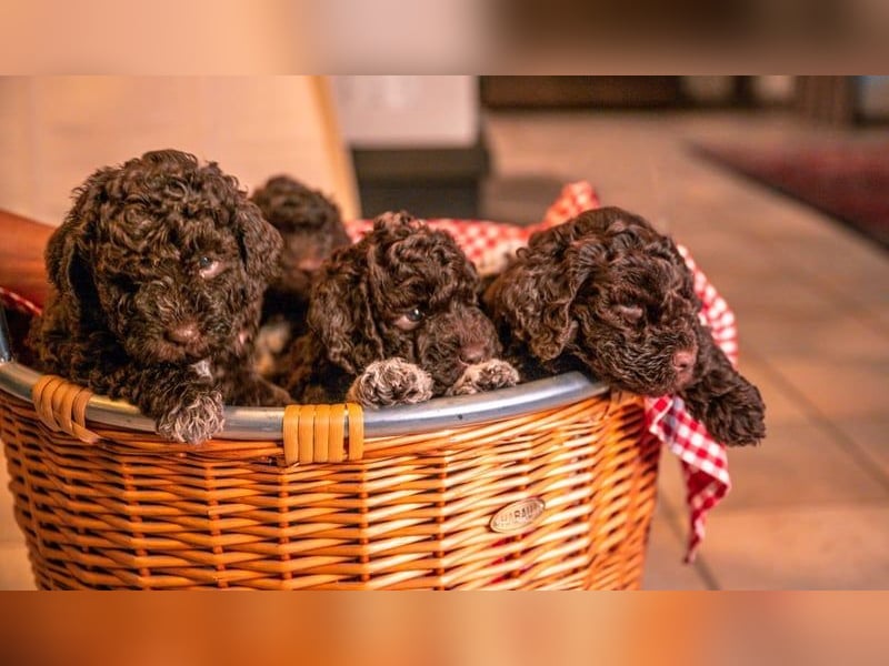 Lagotto Romagnolo Welpen