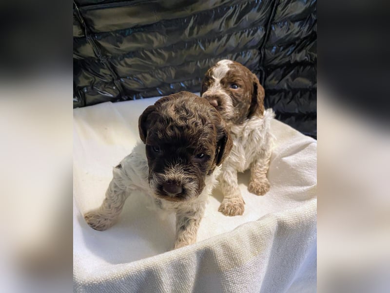 Lagotto Romagnolo Welpen