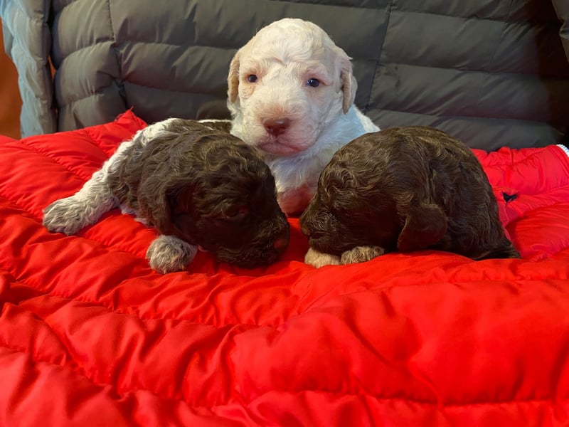 Lagotto Romagnolo Welpen