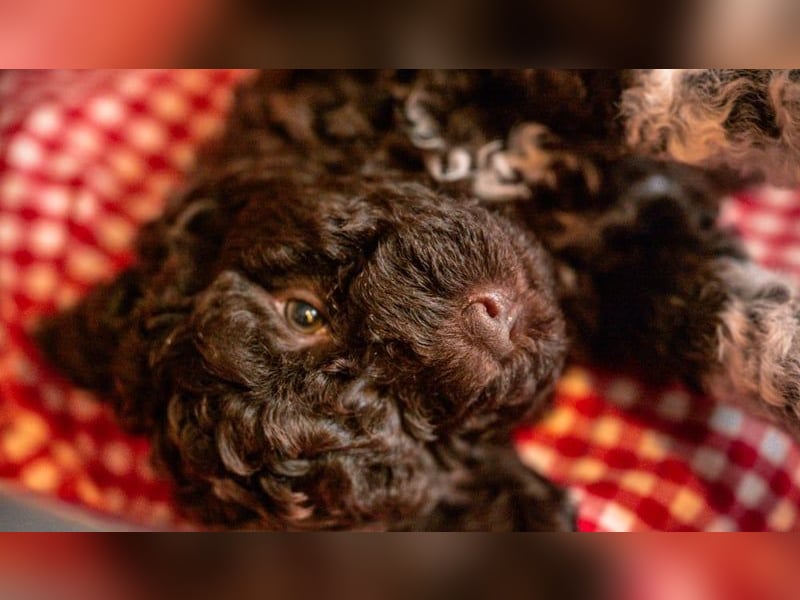 Lagotto Romagnolo Welpen