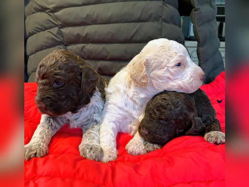 Lagotto Romagnolo Welpen