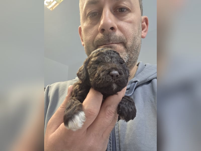 Lagotto Romagnolo Welpen(Italienische Wasserhund)