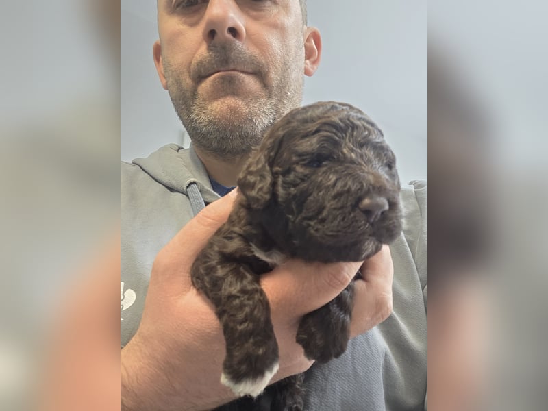 Lagotto Romagnolo Welpen(Italienische Wasserhund)
