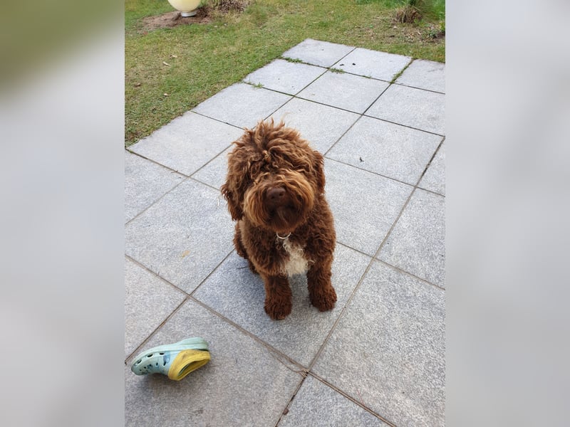 Lagotto Romagnolo Wwlpen(Italienische Wasserhund)