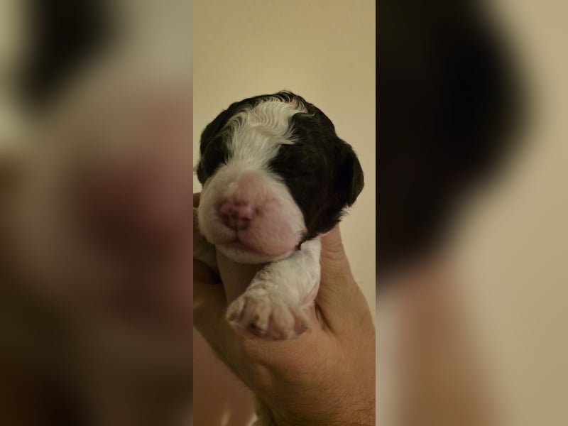 Lagotto Romagnolo Wwlpen(Italienische Wasserhund)