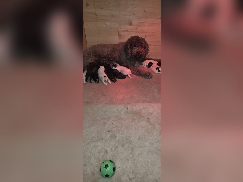 Lagotto Romagnolo Wwlpen(Italienische Wasserhund)