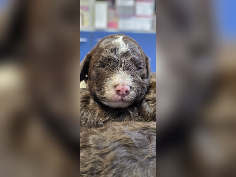 Lagotto Romagnolo Welpen(Italienische Wasserhund)