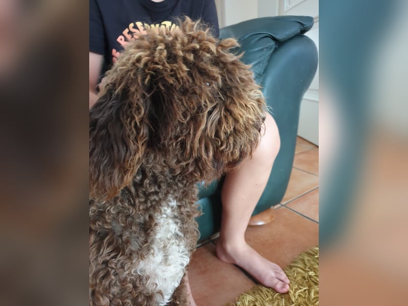 Lagotto Romagnolo Wwlpen(Italienische Wasserhund)
