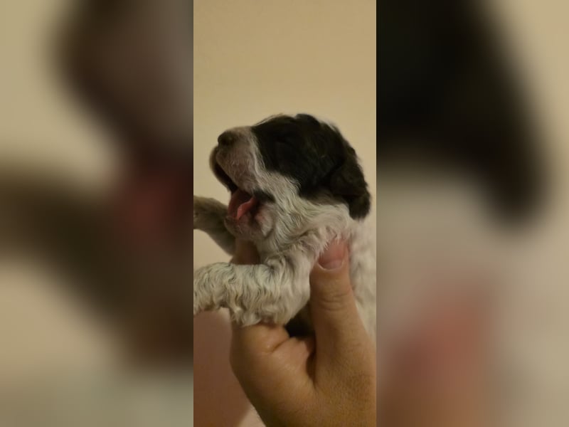 Lagotto Romagnolo Wwlpen(Italienische Wasserhund)