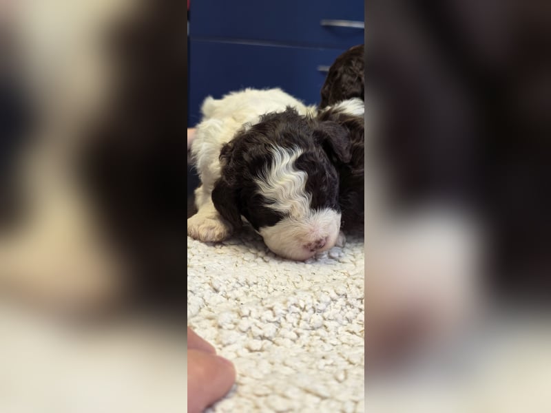 Lagotto Romagnolo Welpen(Italienische Wasserhund)