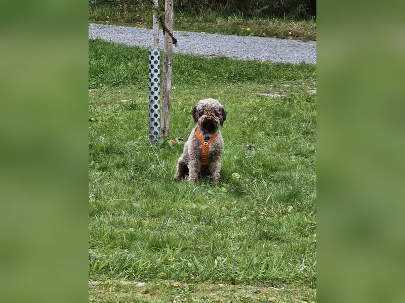Lagotto Romagnolo Wwlpen(Italienische Wasserhund)
