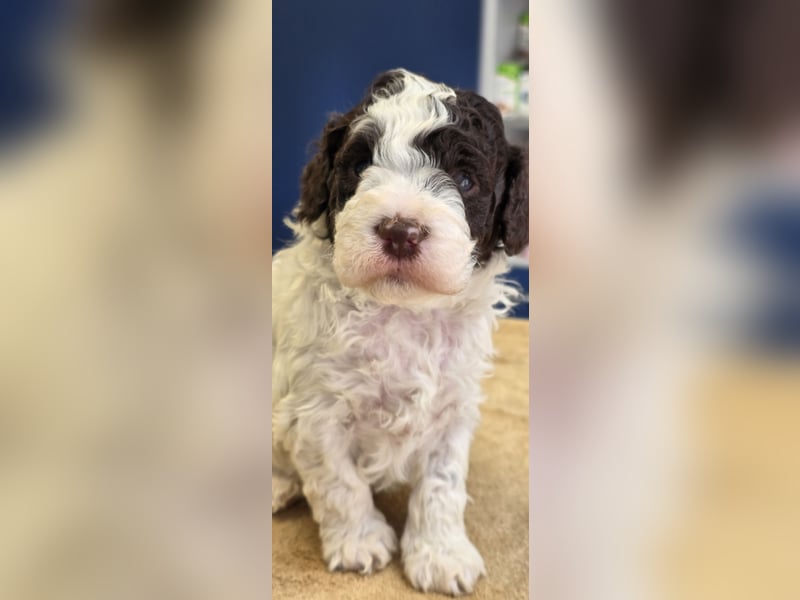 Lagotto Romagnolo Welpen(Italienische Wasserhund)