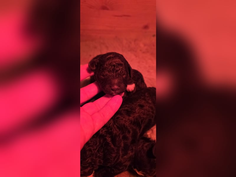 Lagotto Romagnolo Wwlpen(Italienische Wasserhund)