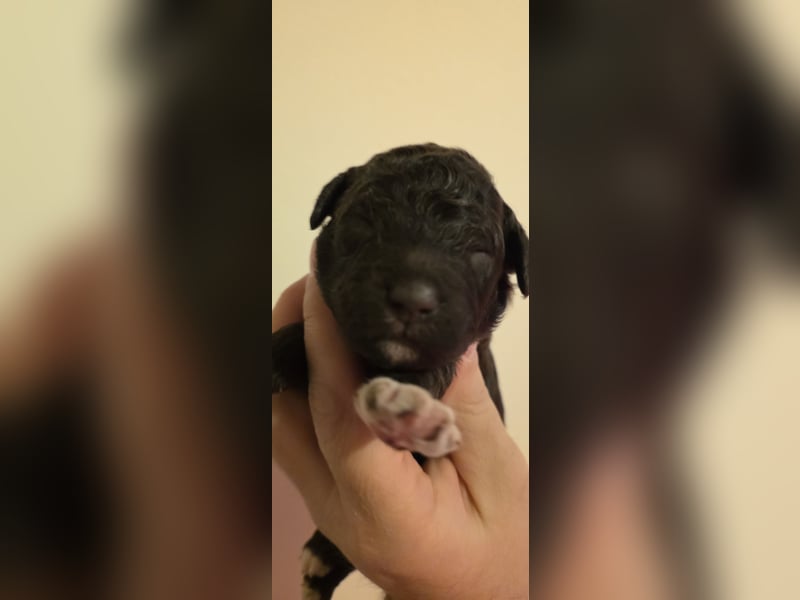 Lagotto Romagnolo Wwlpen(Italienische Wasserhund)