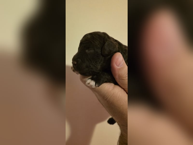 Lagotto Romagnolo Wwlpen(Italienische Wasserhund)