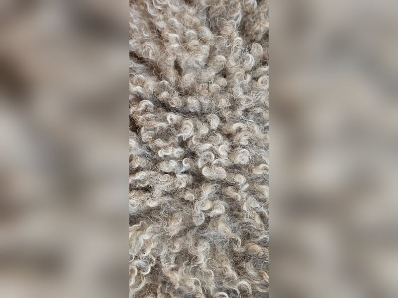 Lagotto Romagnolo Wwlpen(Italienische Wasserhund)