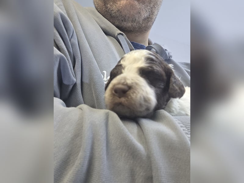 Lagotto Romagnolo Welpen(Italienische Wasserhund)