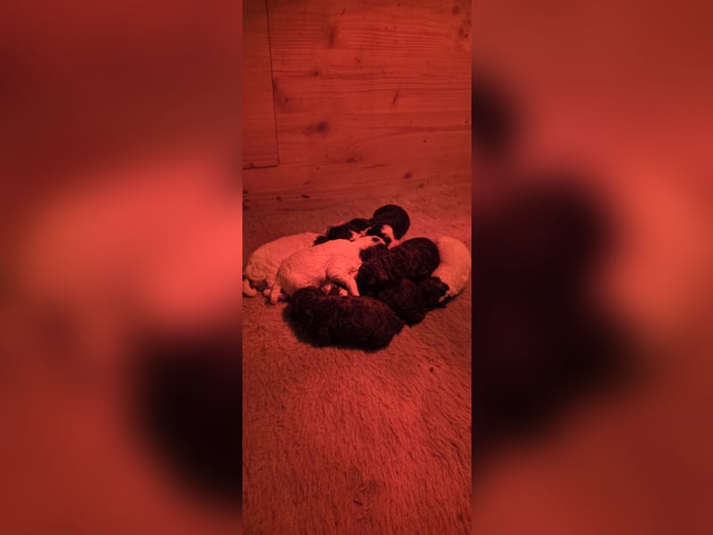 Lagotto Romagnolo Wwlpen(Italienische Wasserhund)