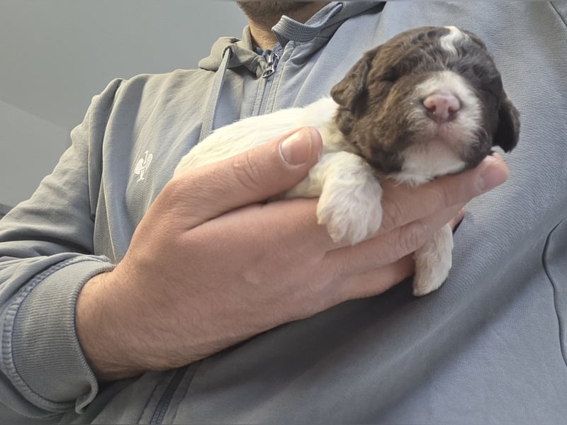 Lagotto Romagnolo Welpen(Italienische Wasserhund)