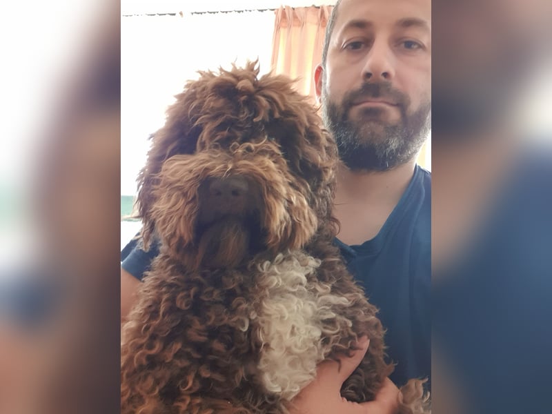 Lagotto Romagnolo Wwlpen(Italienische Wasserhund)