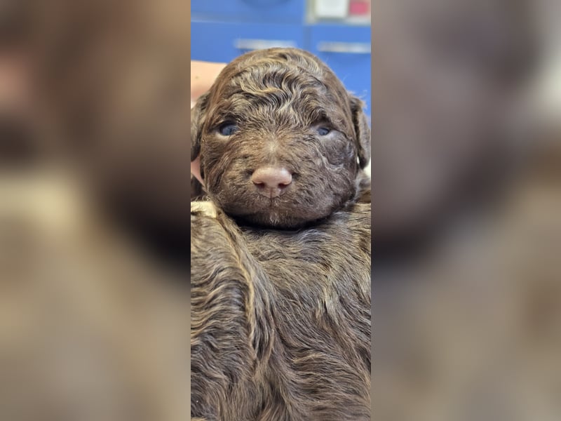 Lagotto Romagnolo Welpen(Italienische Wasserhund)