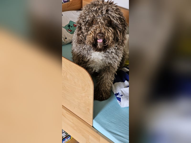 Lagotto Romagnolo Wwlpen(Italienische Wasserhund)