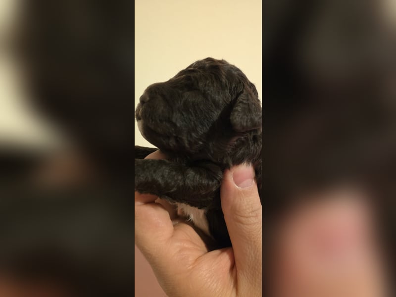 Lagotto Romagnolo Wwlpen(Italienische Wasserhund)