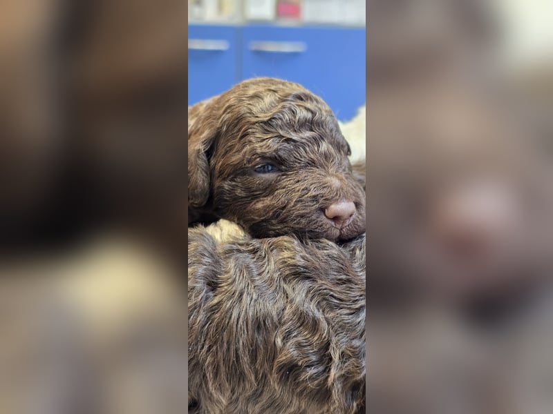 Lagotto Romagnolo Welpen(Italienische Wasserhund)