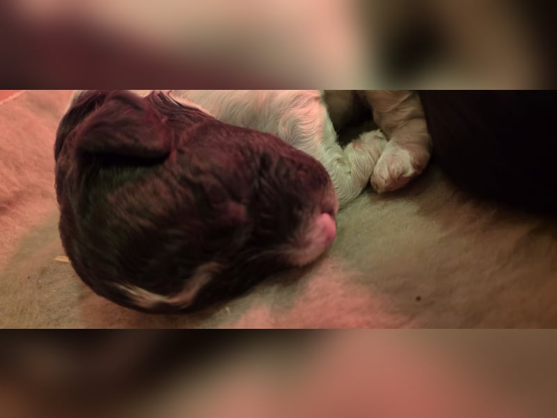 Lagotto Romagnolo Wwlpen(Italienische Wasserhund)