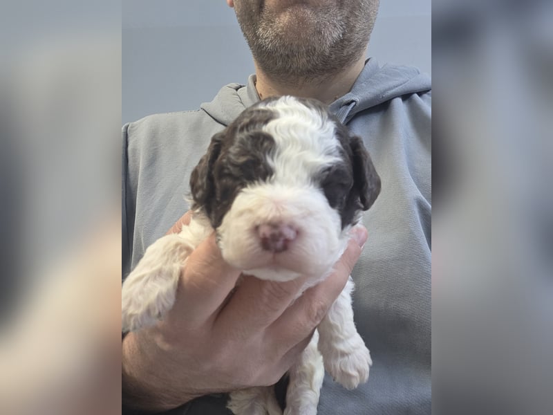 Lagotto Romagnolo Welpen(Italienische Wasserhund)