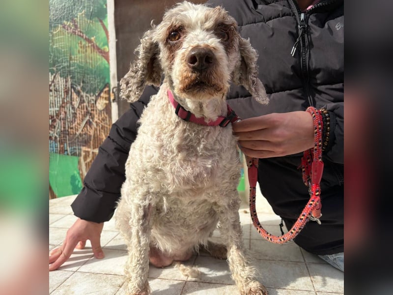 Dana - tauscht Trüffelarbeit gegen Kuscheldecke - Wer möchte Dana endlich vetwöhnen!