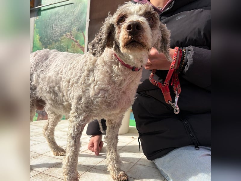 Dana - tauscht Trüffelarbeit gegen Kuscheldecke - Wer möchte Dana endlich vetwöhnen!
