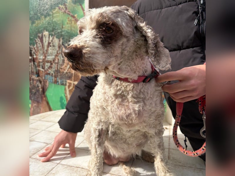 Dana - tauscht Trüffelarbeit gegen Kuscheldecke - Wer möchte Dana endlich vetwöhnen!