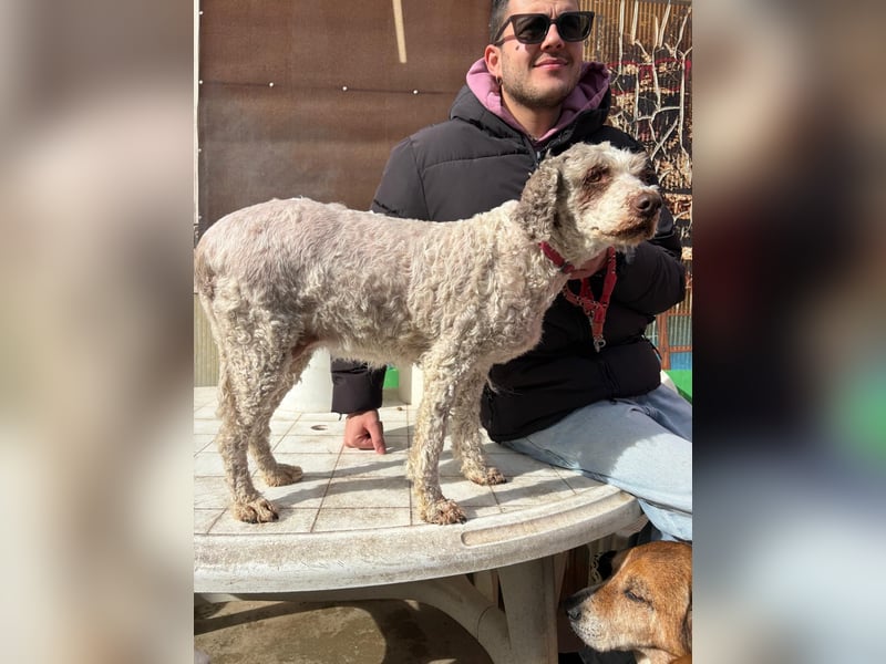 Dana - tauscht Trüffelarbeit gegen Kuscheldecke - Wer möchte Dana endlich vetwöhnen!