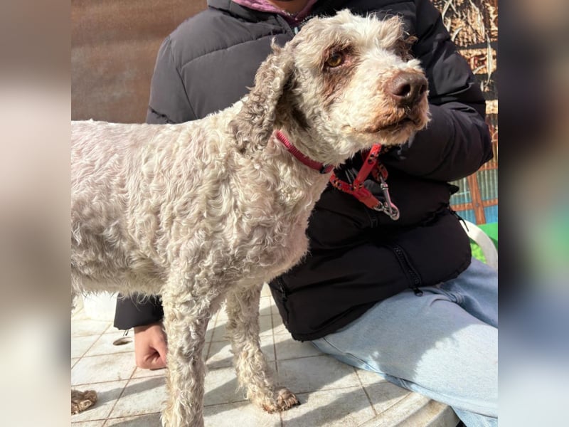 Dana - tauscht Trüffelarbeit gegen Kuscheldecke - Wer möchte Dana endlich vetwöhnen!