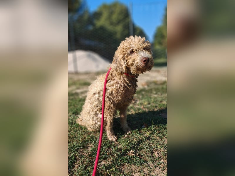 Tartuffo - NOTFALL - Der Hund, der aus dem Wald kam