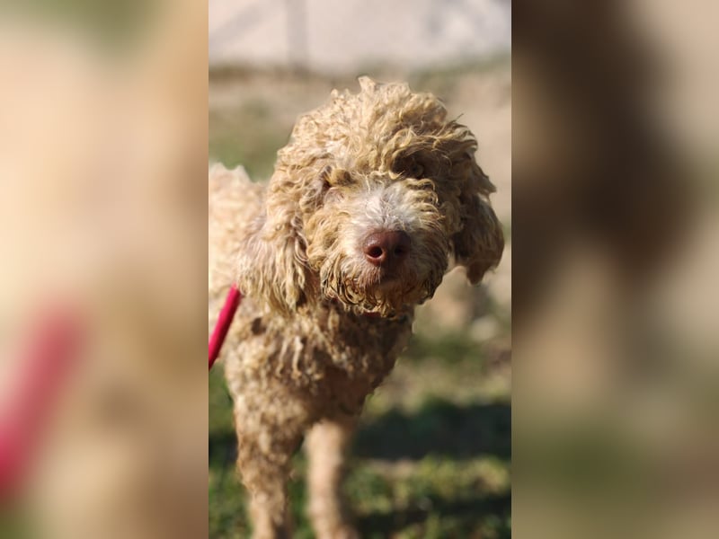 Tartuffo - NOTFALL - Der Hund, der aus dem Wald kam