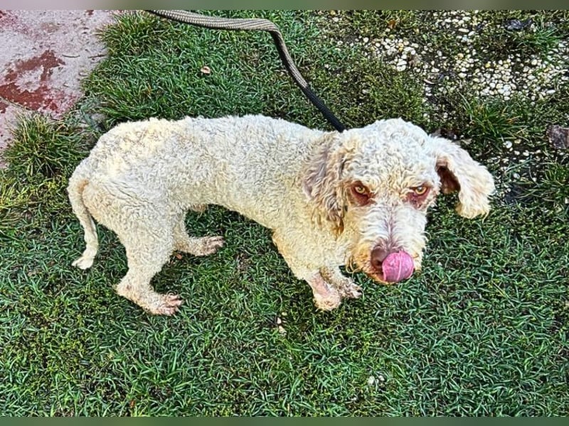 Tartuffo - NOTFALL - Der Hund, der aus dem Wald kam