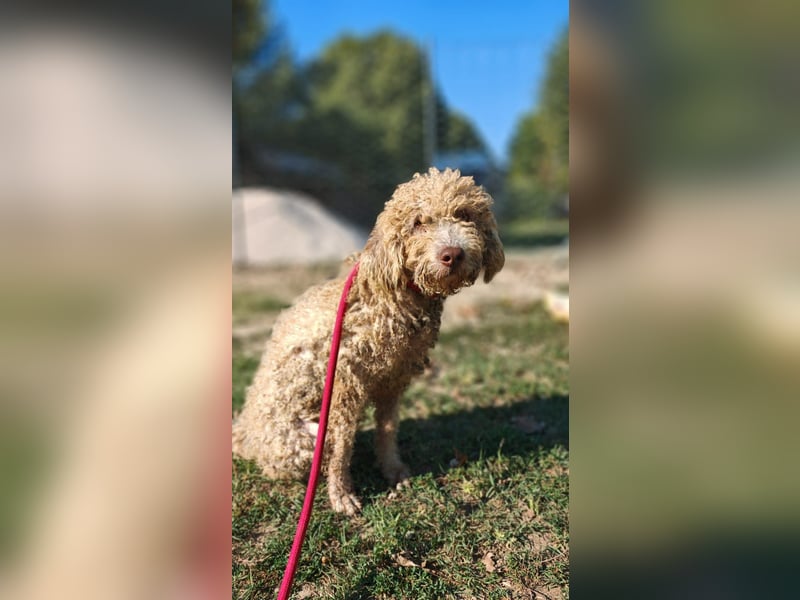 Tartuffo - NOTFALL - Der Hund, der aus dem Wald kam