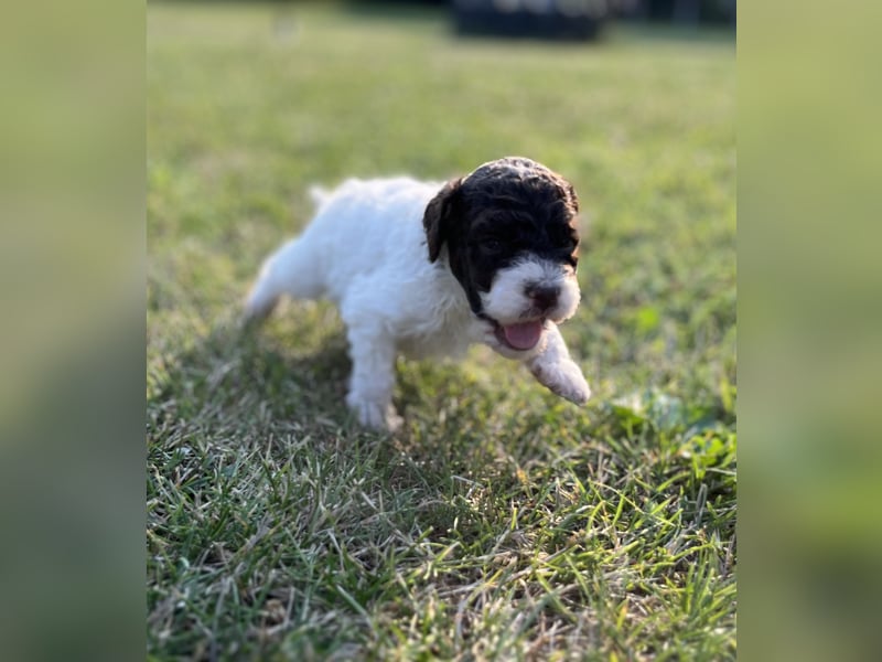 Lagotto Romagnolo – Welpen höchster Qualität aus der FCI-zertifizierten Zuchtstätte „King of the Tru