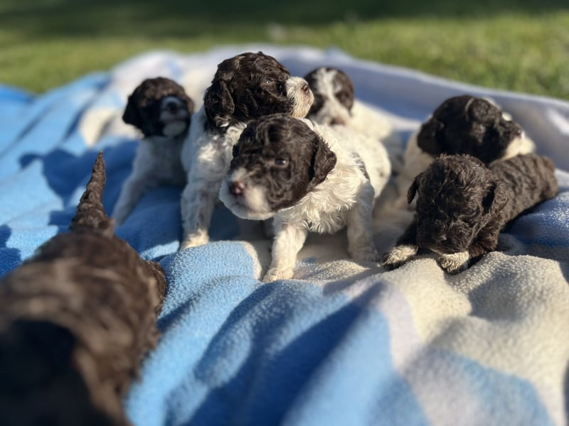 Lagotto Romagnolo – Welpen höchster Qualität aus der FCI-zertifizierten Zuchtstätte „King of the Tru