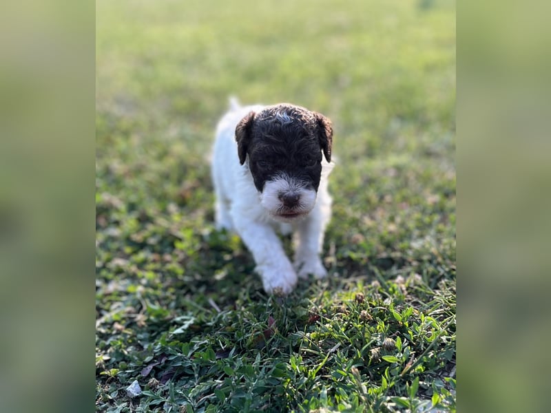 Lagotto Romagnolo – Welpen höchster Qualität aus der FCI-zertifizierten Zuchtstätte „King of the Tru