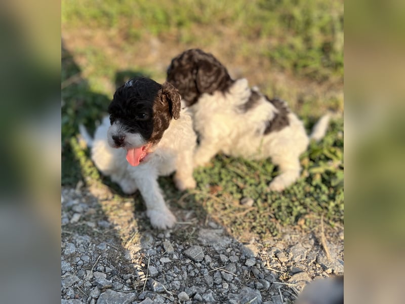 Lagotto Romagnolo – Welpen höchster Qualität aus der FCI-zertifizierten Zuchtstätte „King of the Tru