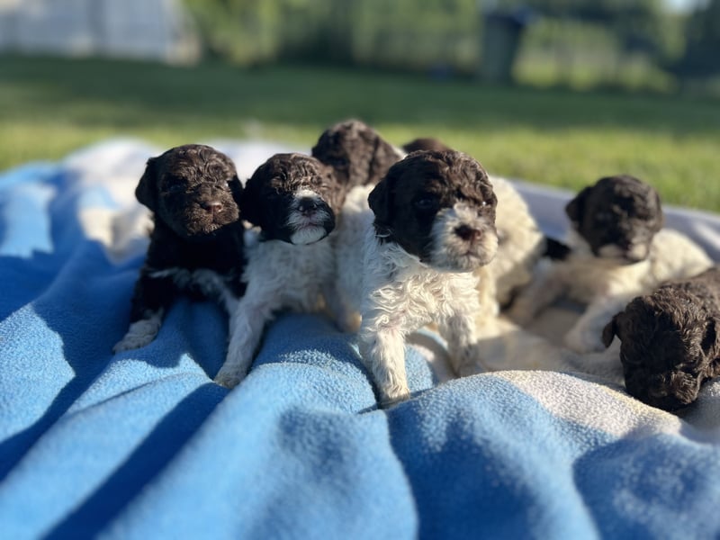 Lagotto Romagnolo – Welpen höchster Qualität aus der FCI-zertifizierten Zuchtstätte „King of the Tru